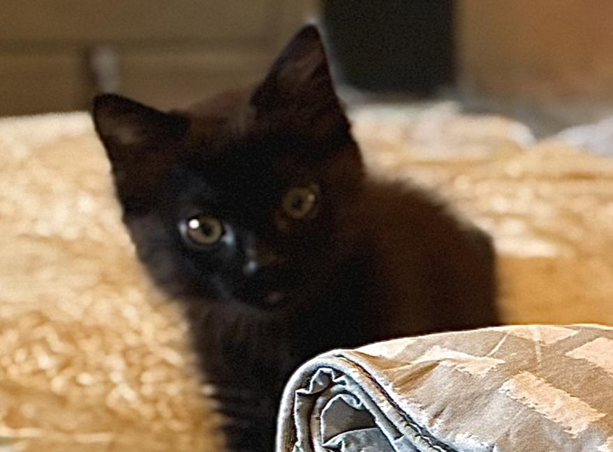 Enlarge Zini, a Adoptable Domestic Medium Hair in Emeryville, CA image 5/6