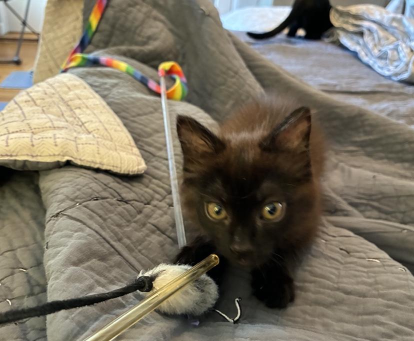 Enlarge Zini, a Adoptable Domestic Medium Hair in Emeryville, CA image 3/6