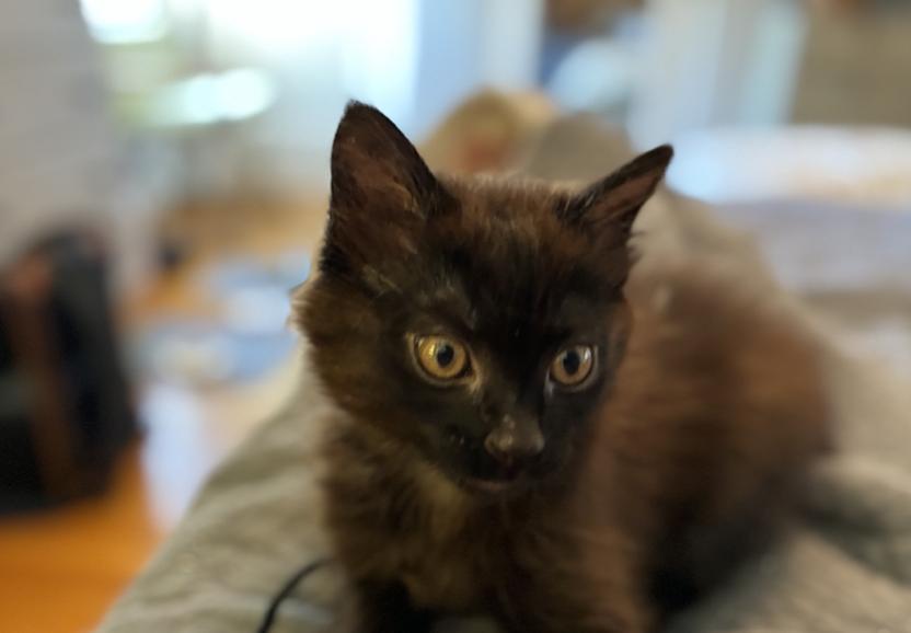 Enlarge Zini, a Adoptable Domestic Medium Hair in Emeryville, CA image 6/6