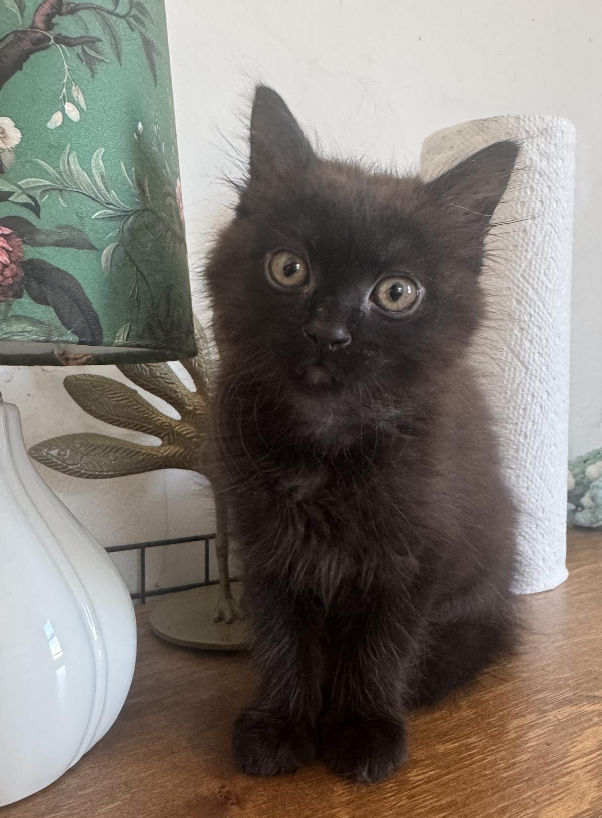 Zini, Adoptable, Kitten Female Domestic Medium Hair.