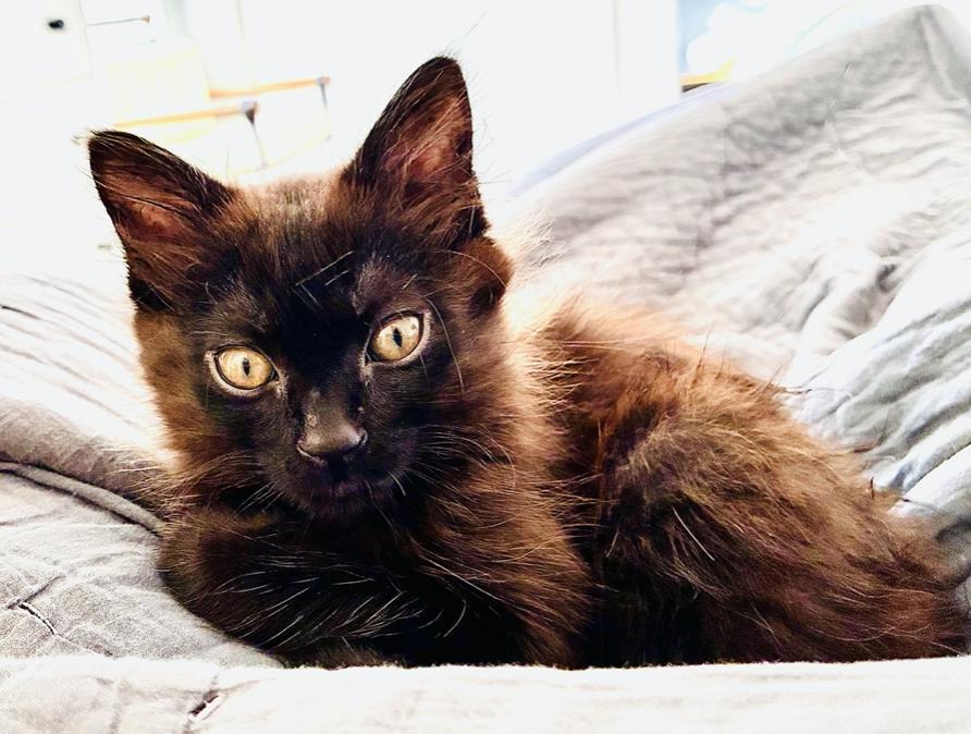 Enlarge Zini, a Adoptable Domestic Medium Hair in Emeryville, CA image 2/6