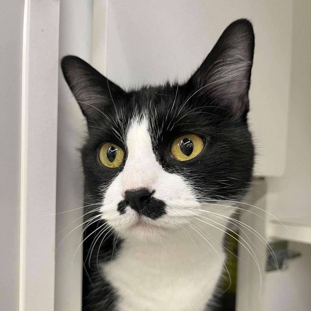 Oreo, a Adoptable Domestic Short Hair in Medina, OH image 1/4