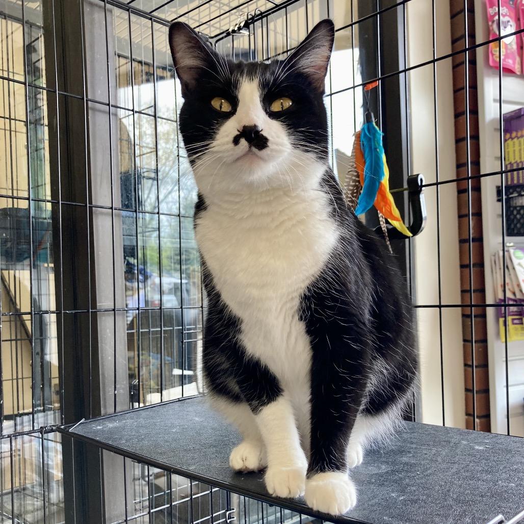 Oreo, a Adoptable Domestic Short Hair in Medina, OH image 2/4