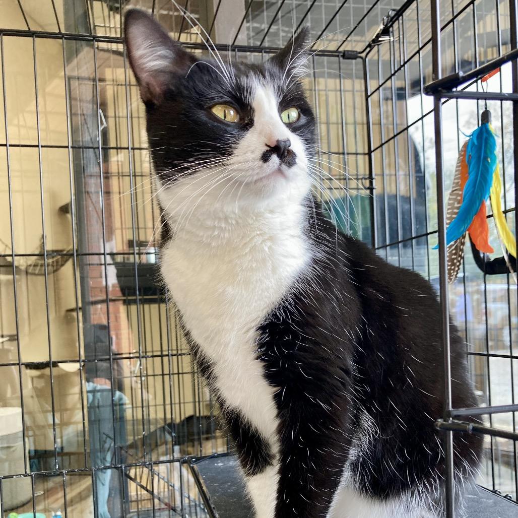 Oreo, a Adoptable Domestic Short Hair in Medina, OH image 3/4