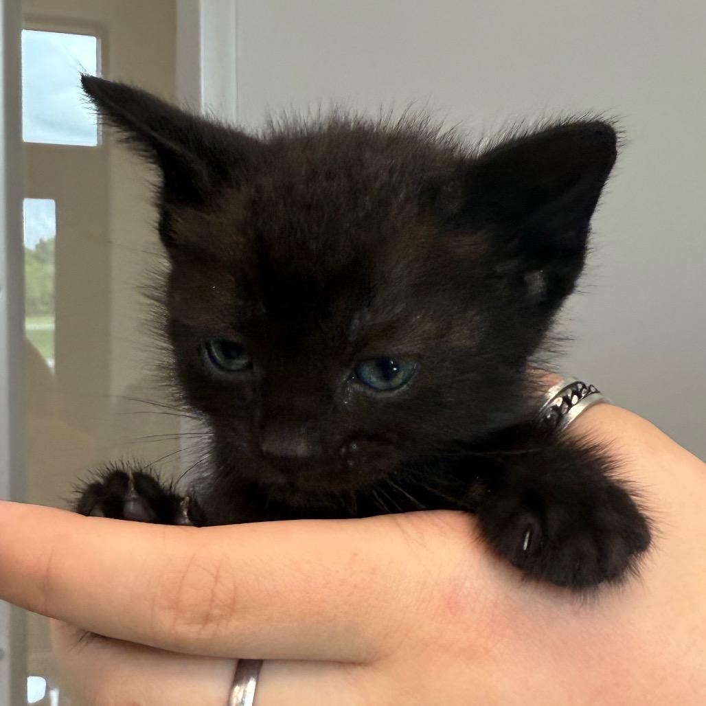 Enlarge Raven Litter 5, a Adoptable Domestic Short Hair in Sand Springs, OK image 1/1