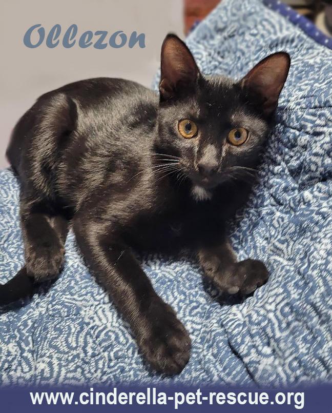 Ollezon, Adoptable, Kitten Male Domestic Short Hair.