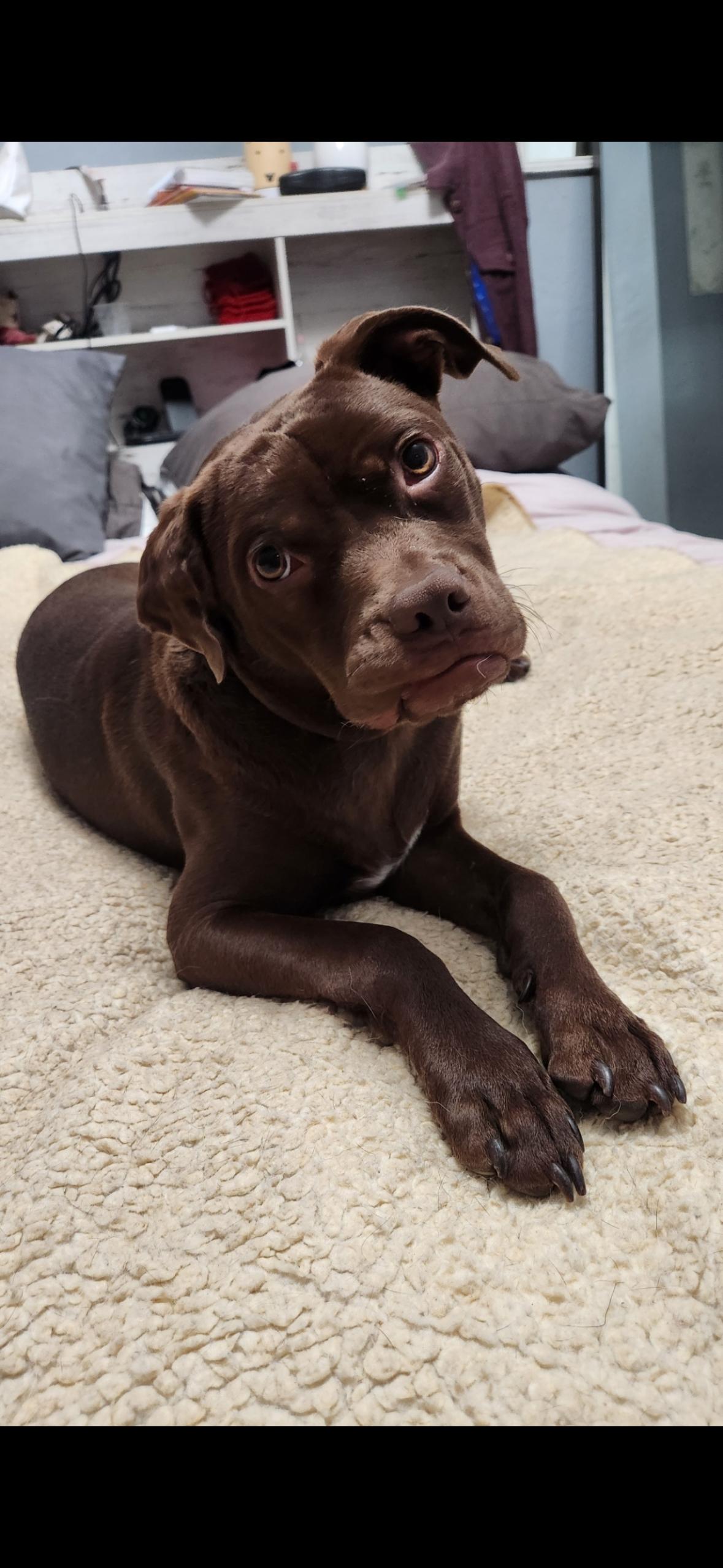 Enlarge Scout, a Adoptable mixed breed in Hayward, CA image 1/6