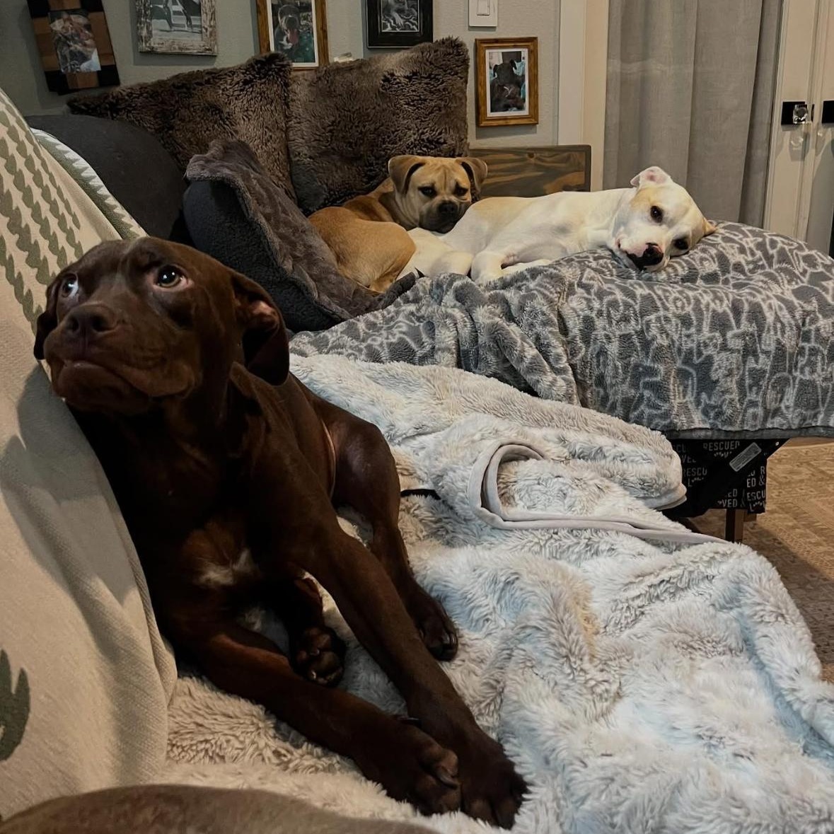 Enlarge Scout, a Adoptable mixed breed in Hayward, CA image 6/6