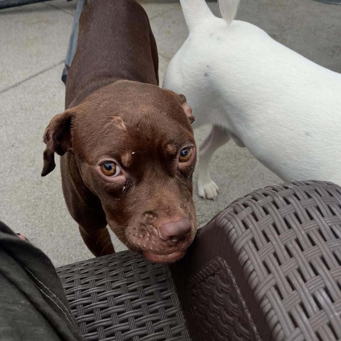 Enlarge Scout, a Adoptable mixed breed in Hayward, CA image 4/6