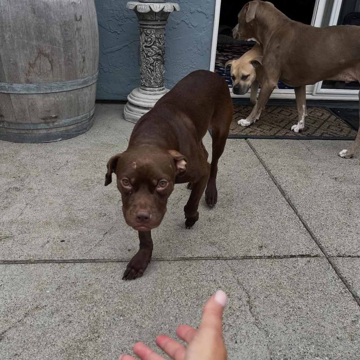 Enlarge Scout, a Adoptable mixed breed in Hayward, CA image 5/6