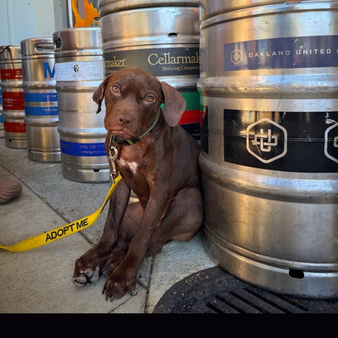 Scout — thumbnail 6