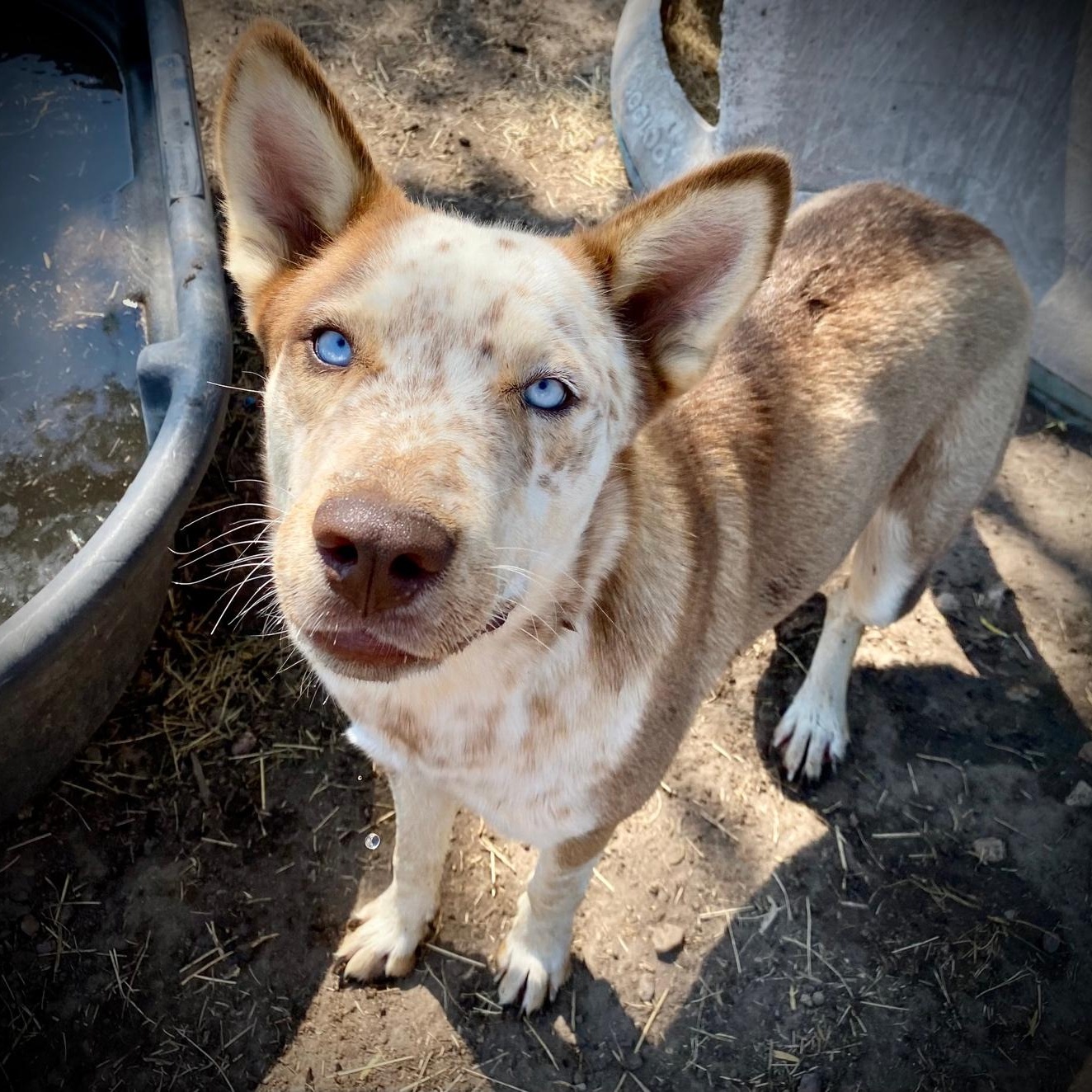 May, Adoptable, Young Female Siberian Husky & Australian Cattle Dog / Blue Heeler.
