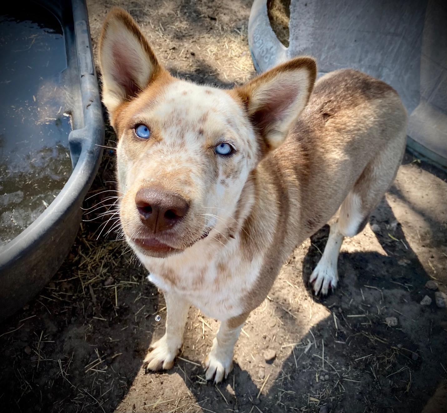 Enlarge May, a Adoptable mixed breed in Johnson City, TX image 1/3