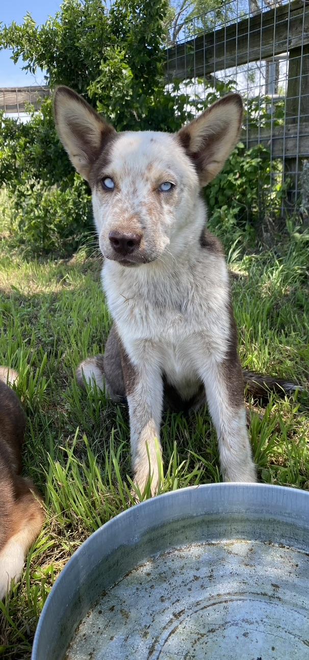 Enlarge May, a Adoptable mixed breed in Johnson City, TX image 2/3