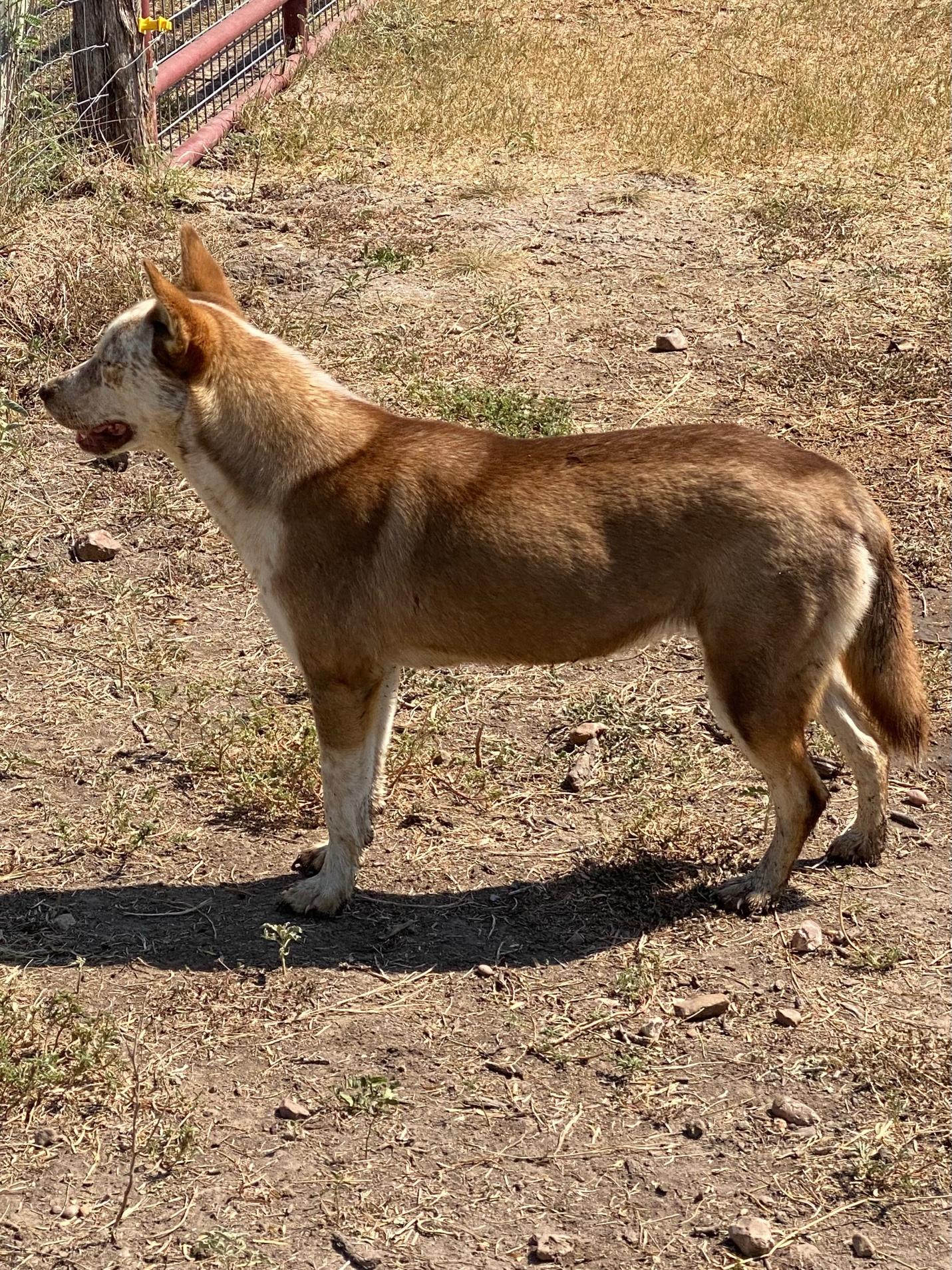 Enlarge May, a Adoptable mixed breed in Johnson City, TX image 3/3