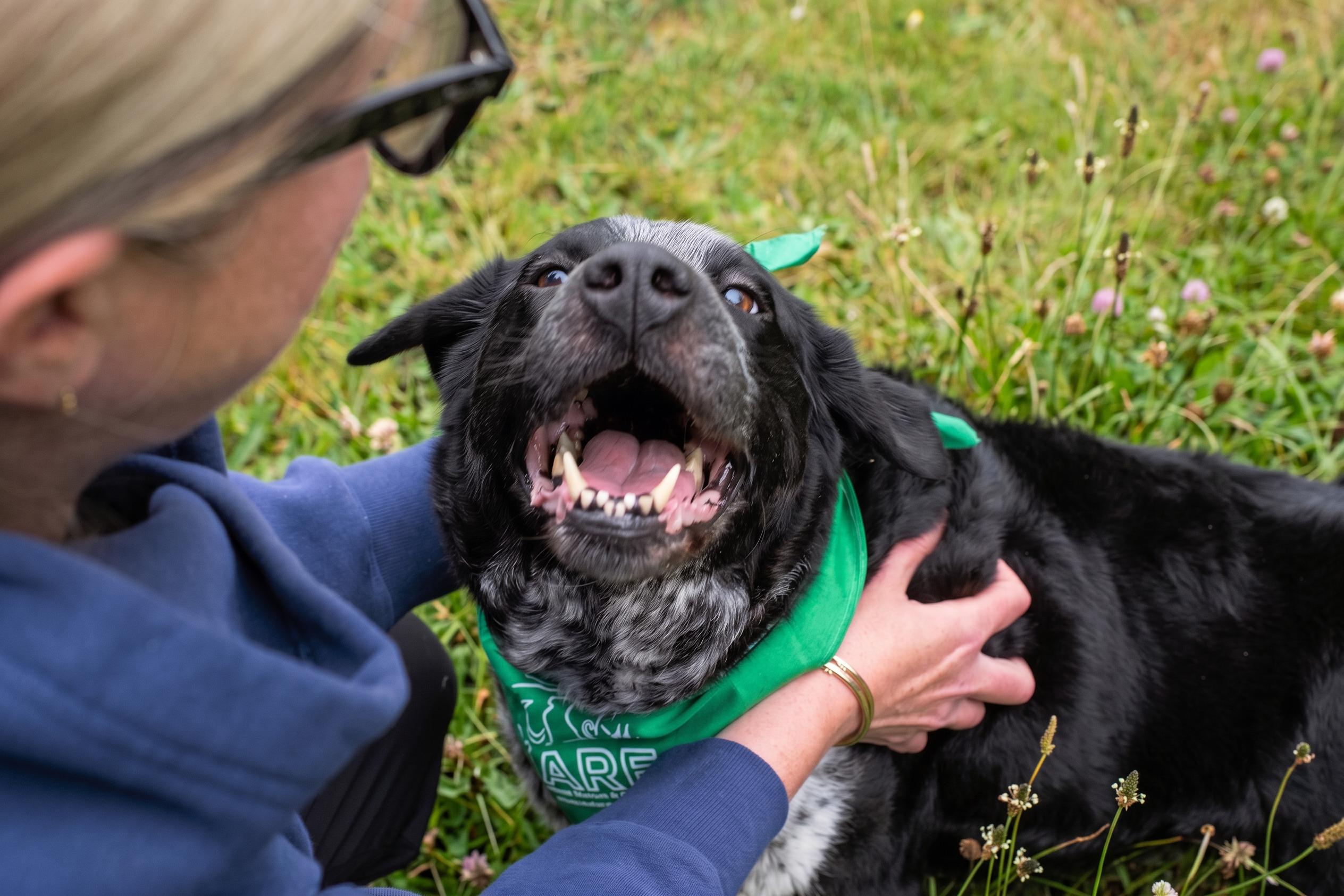 Abby, ADOPTABLE, Adult Female Black Labrador Retriever & Australian Cattle Dog / Blue Heeler.