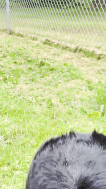 Enlarge Abby, a ADOPTABLE mixed breed in Silverdale, WA video 4/4