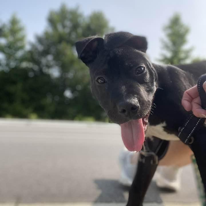 Enlarge Jack, a Adoptable Terrier in Nantucket, MA image 2/2