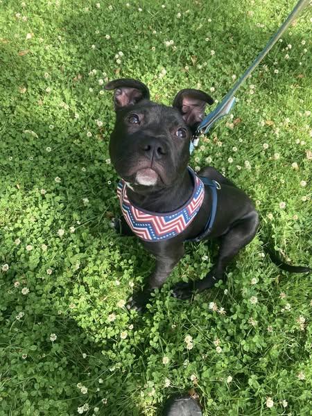 Enlarge Jack, a Adoptable Terrier in Nantucket, MA image 1/2
