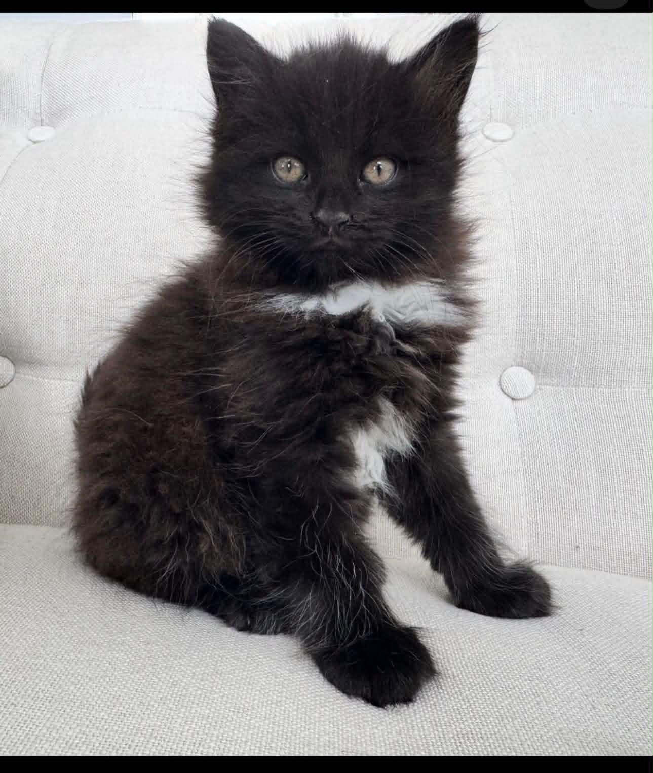 Winston, adopted, Kitten Male Domestic Long Hair.