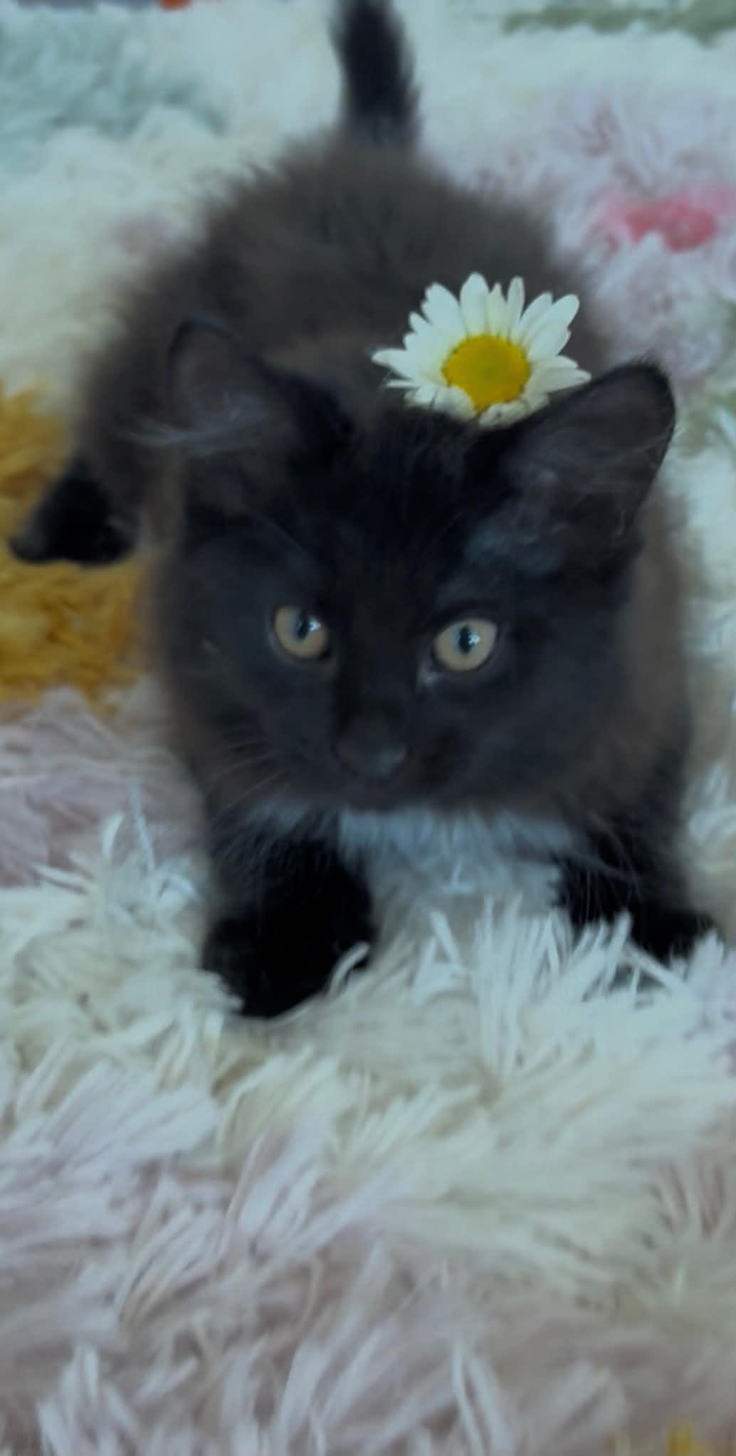 Winston, an adopted Domestic Long Hair in Wading River, NY image 2/2