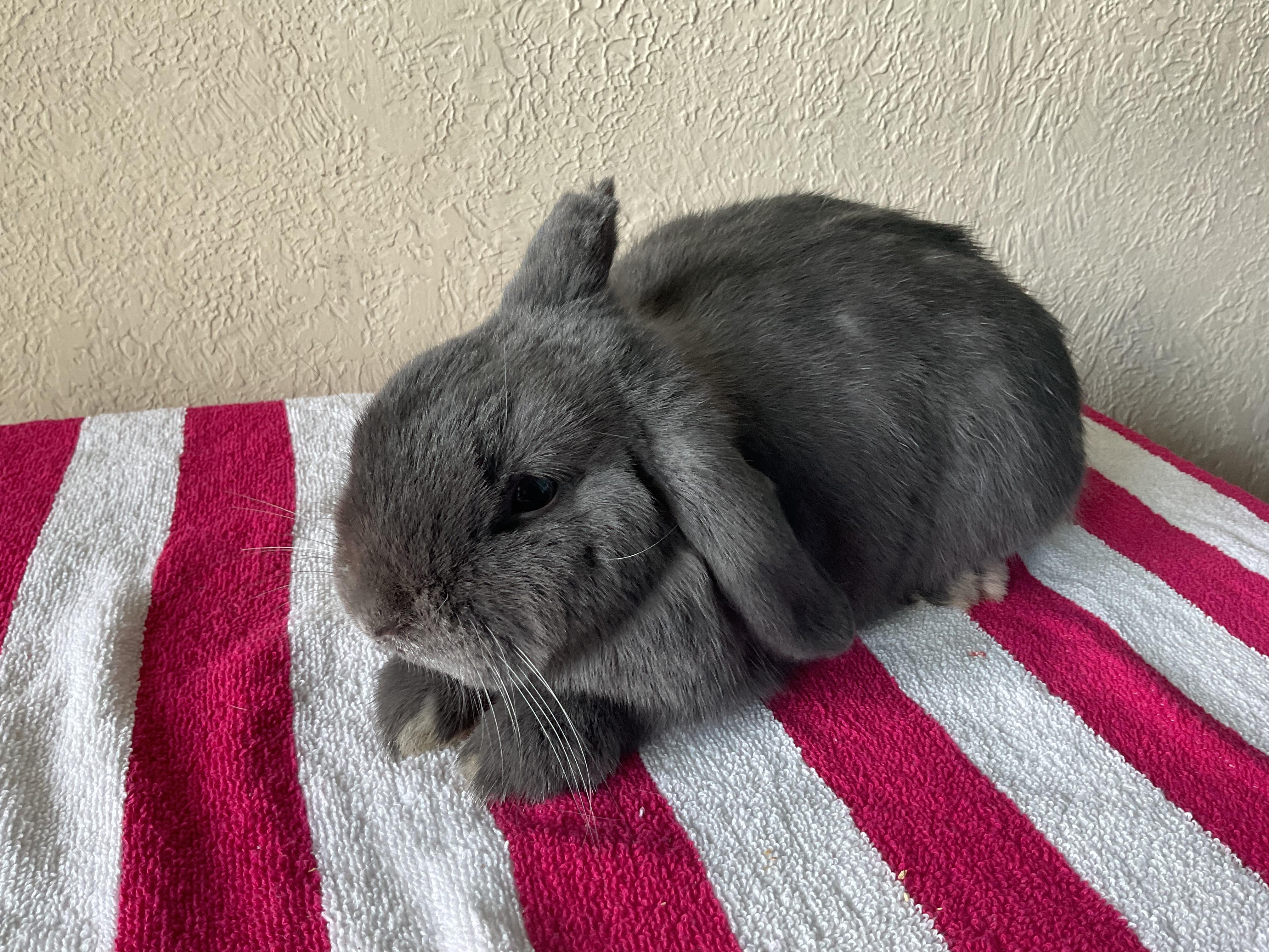 Floki (In Foster)