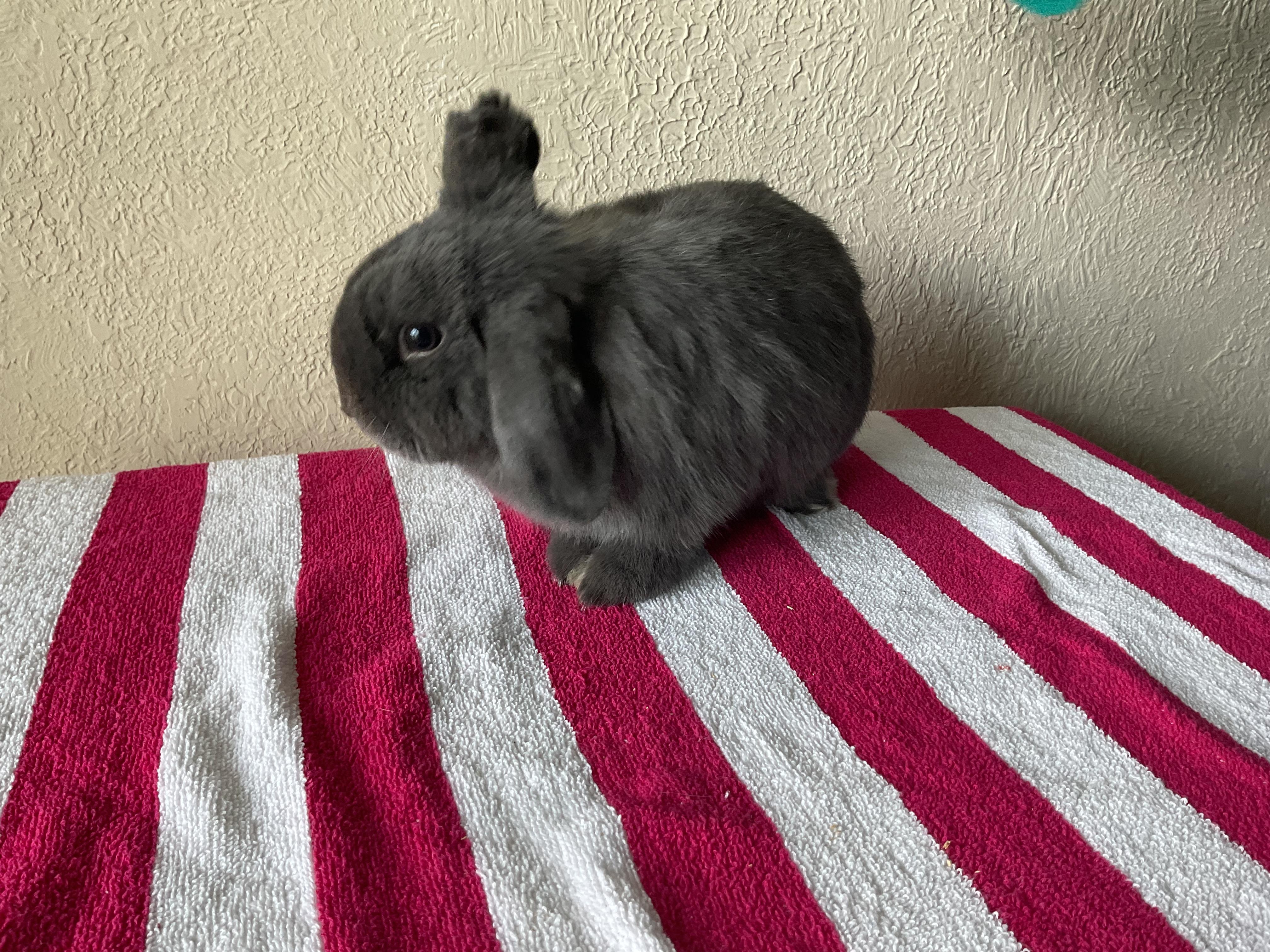 Floki (In Foster)