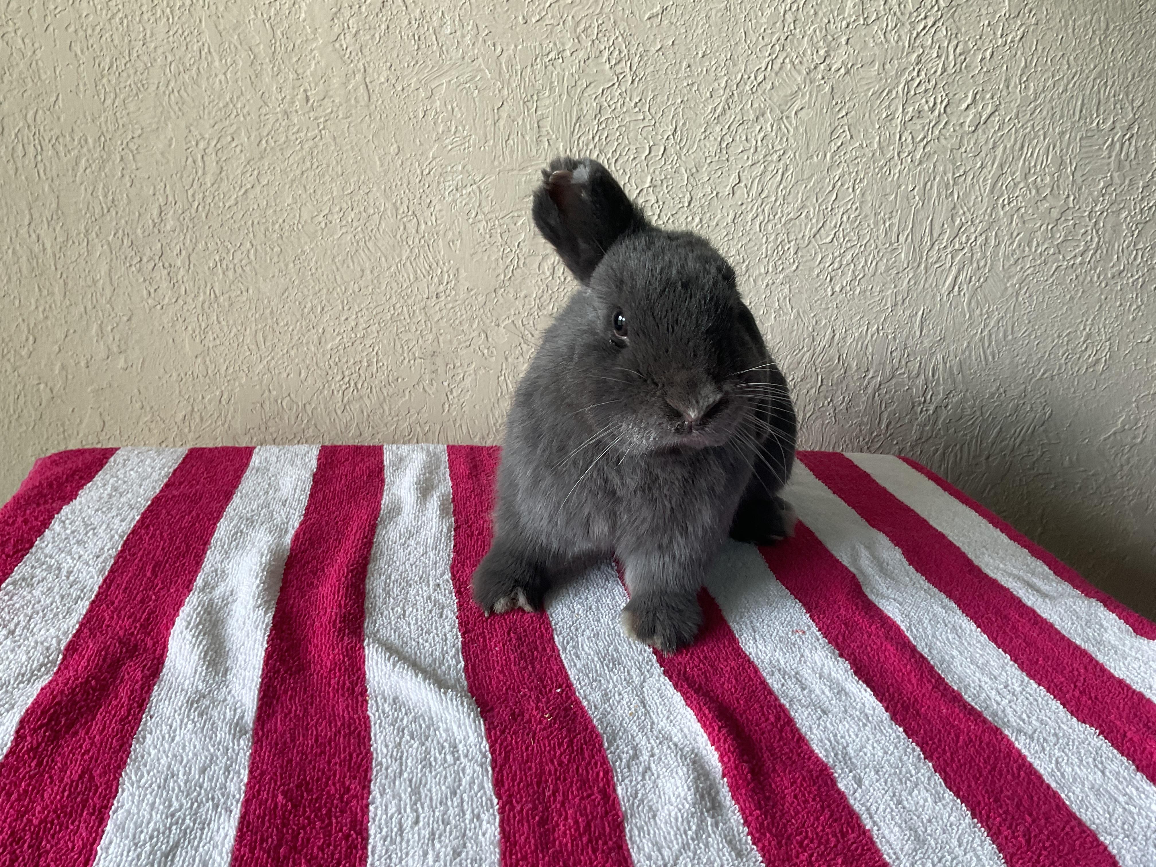 Floki (In Foster)
