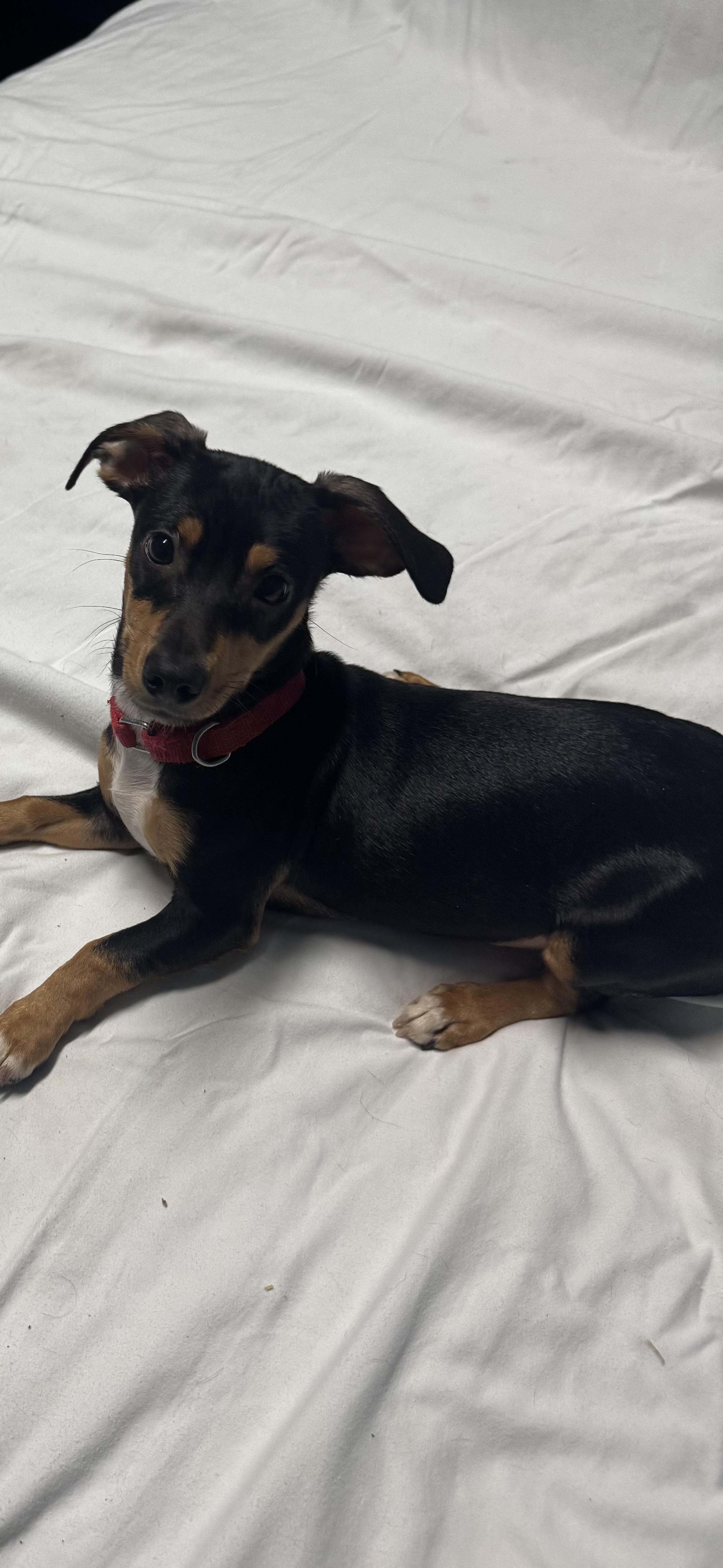 Rocky, Adoptable, Puppy Male Dachshund.