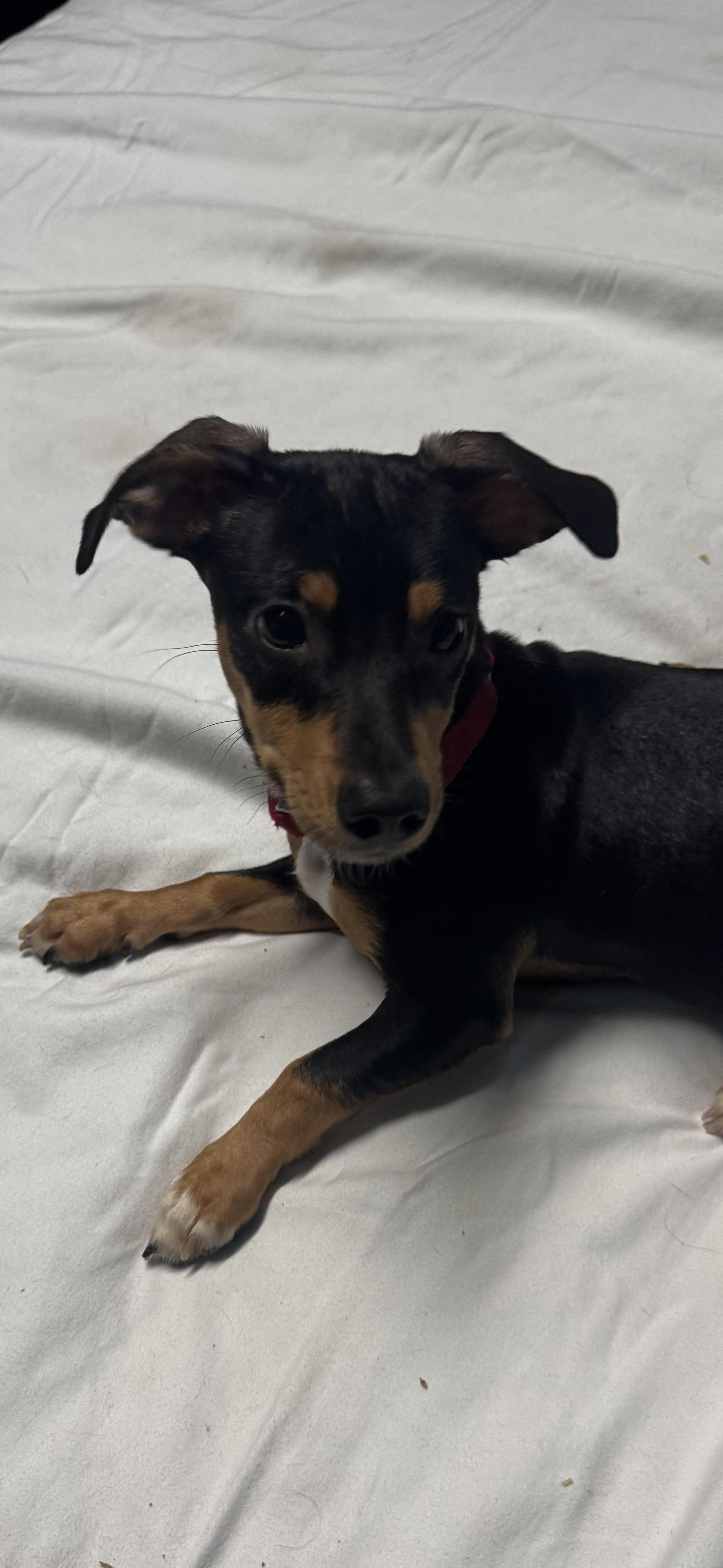 Rocky, a Adoptable mixed breed in Chesterfield, MO image 2/4