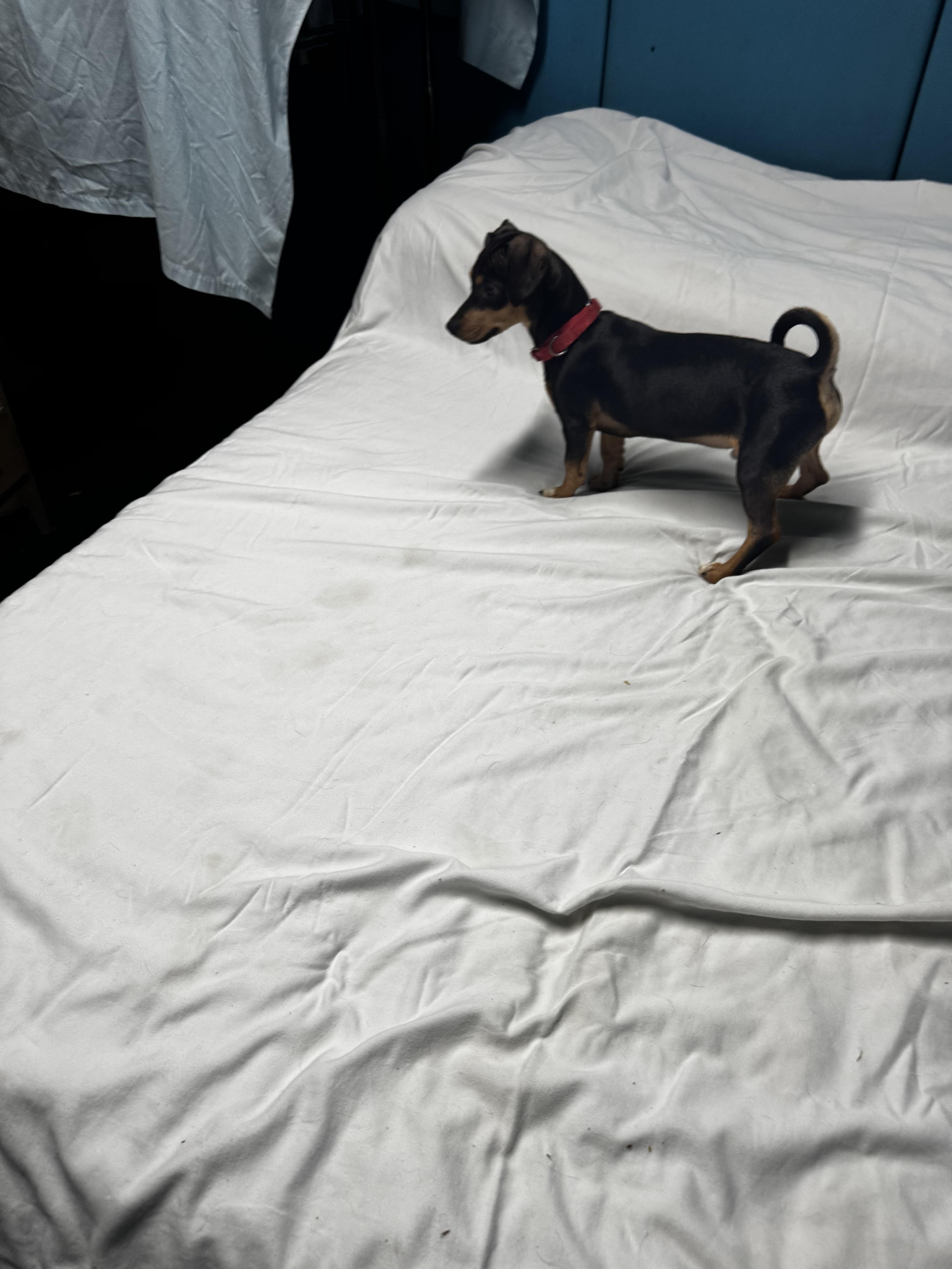 Rocky, a Adoptable mixed breed in Chesterfield, MO image 4/4