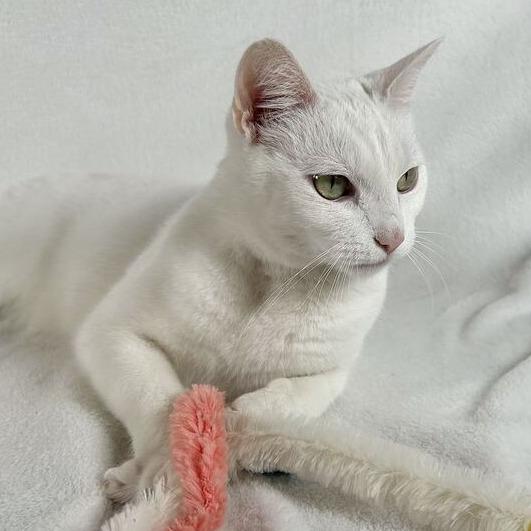 Cotton, Adoptable, Adult Female Domestic Short Hair.