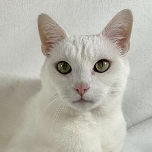 Cotton, a Adoptable Domestic Short Hair in Johnson City, TN image 2/4