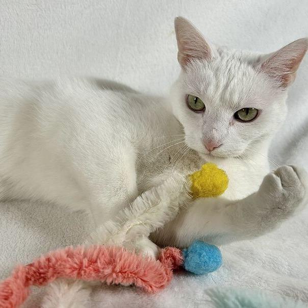 Cotton, a Adoptable Domestic Short Hair in Johnson City, TN image 3/4