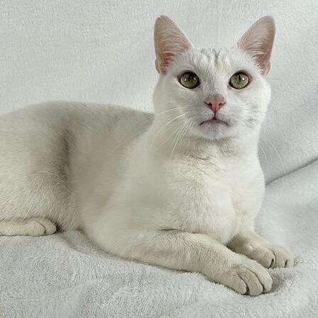 Cotton, a Adoptable Domestic Short Hair in Johnson City, TN image 4/4