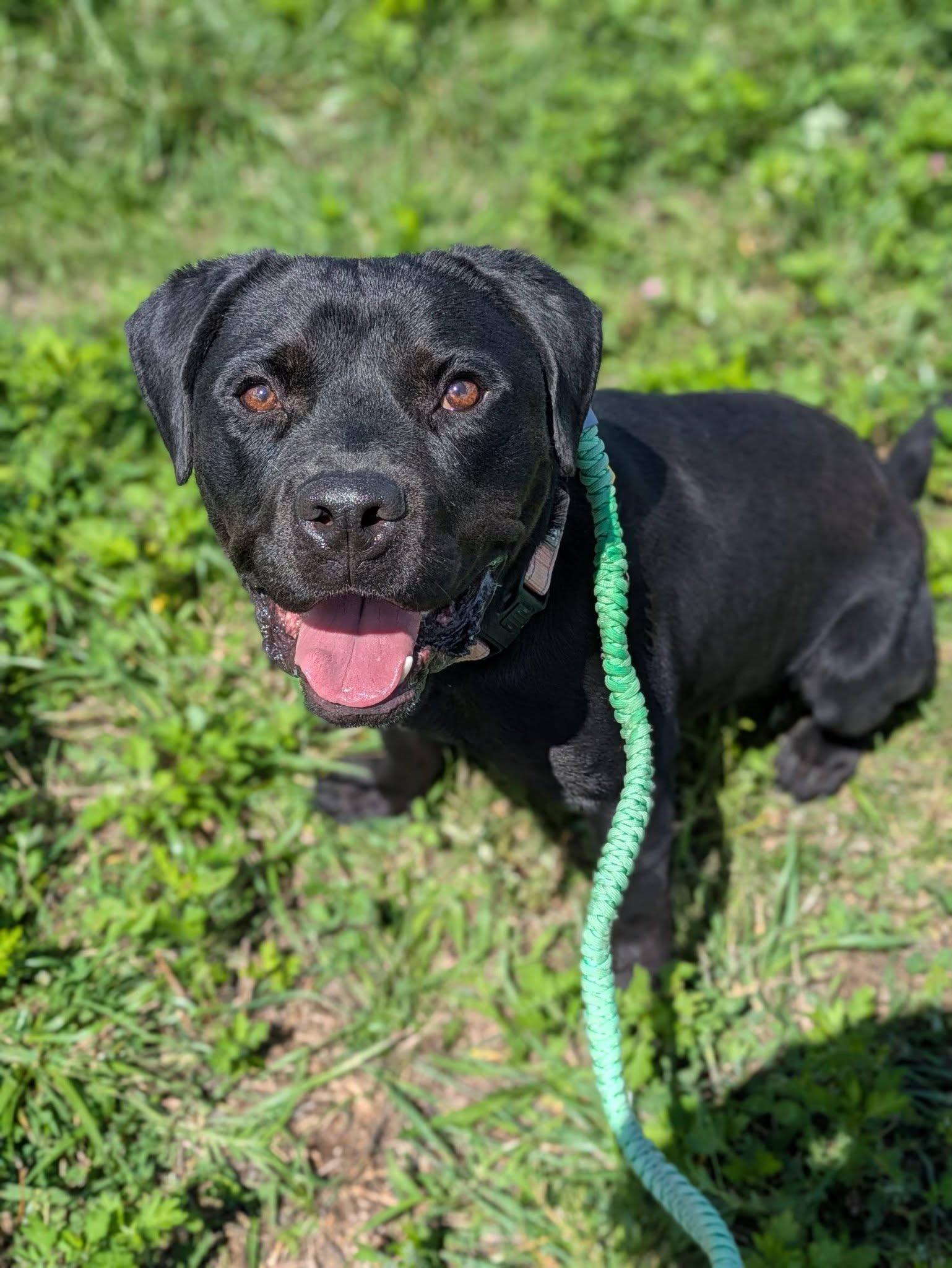 Enlarge Banjo, a Adopted mixed breed in Cleveland, OH image 4/6