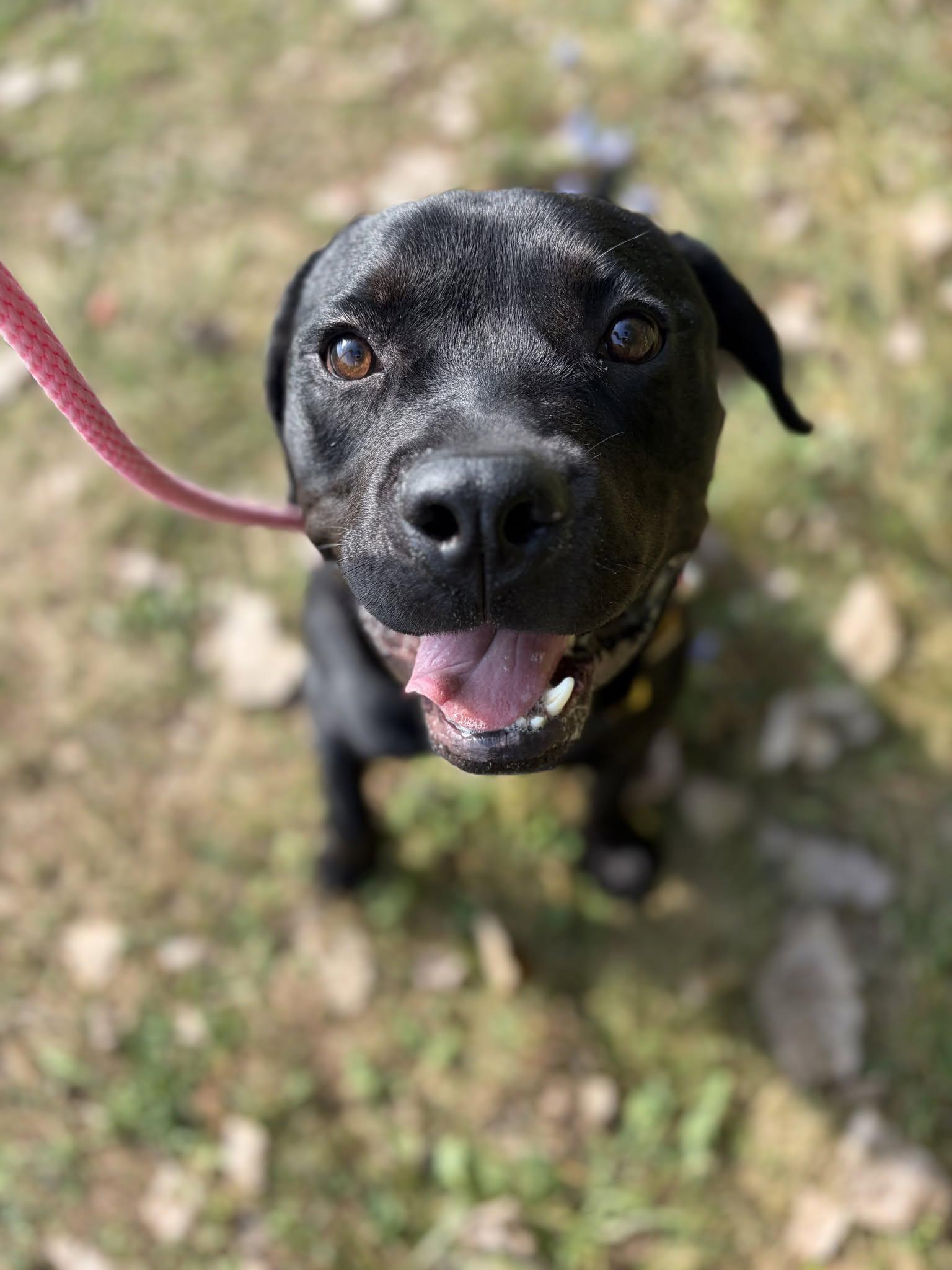 Banjo, Adopted, Young Male Cane Corso.