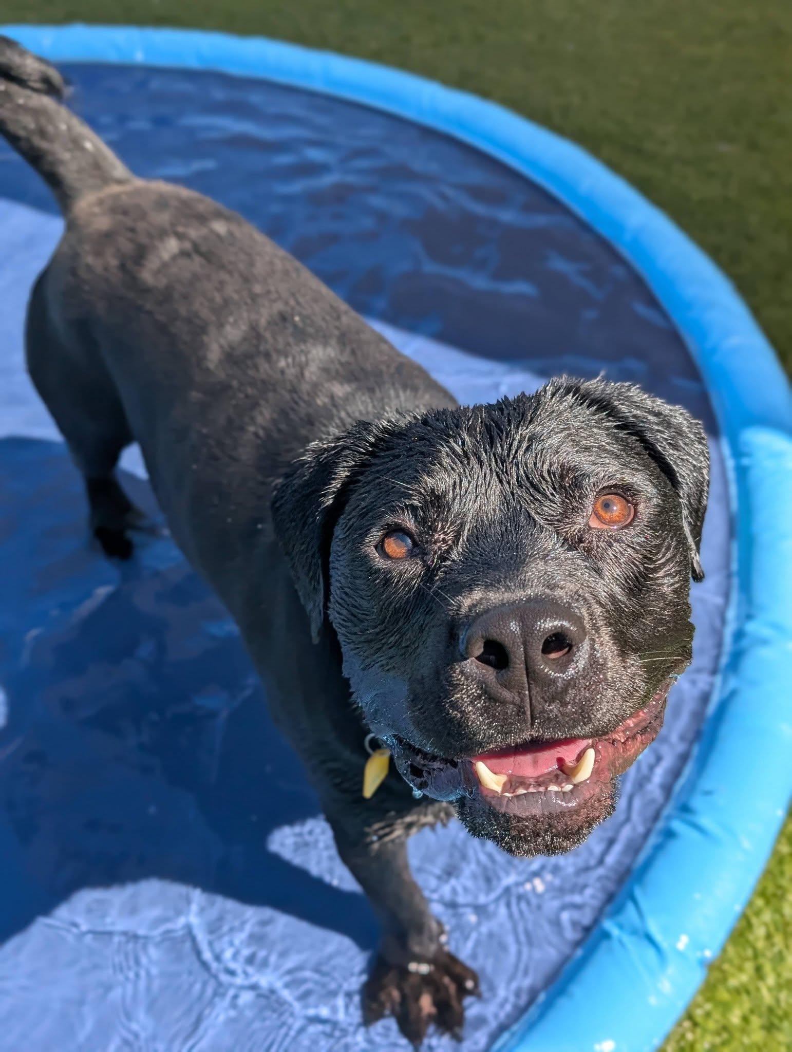 Enlarge Banjo, a Adopted mixed breed in Cleveland, OH image 5/6