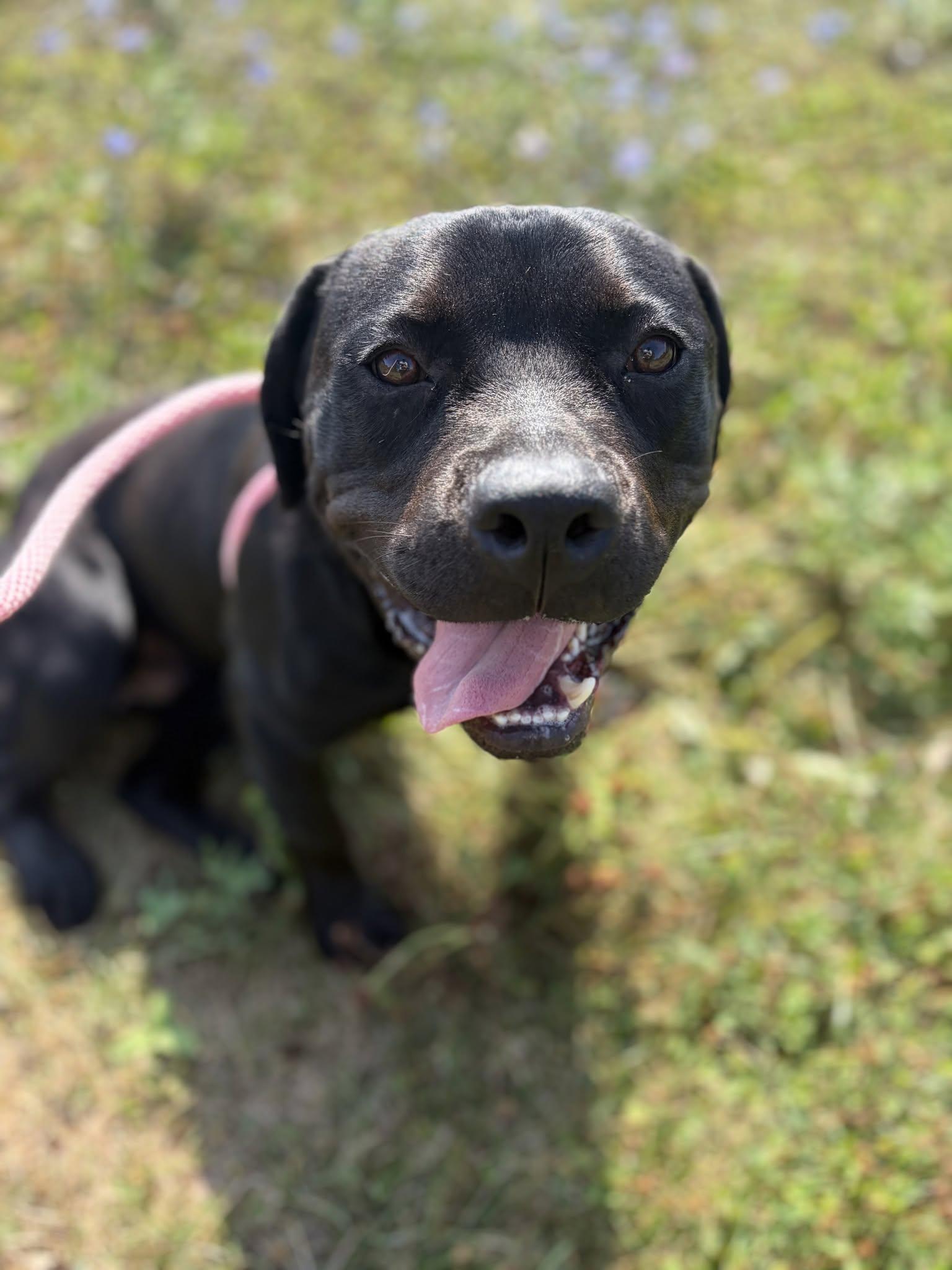 Enlarge Banjo, a Adopted mixed breed in Cleveland, OH image 2/6