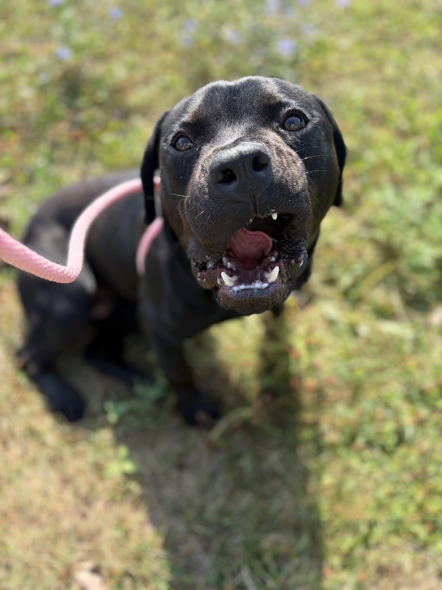 Enlarge Banjo, a Adopted mixed breed in Cleveland, OH image 3/6