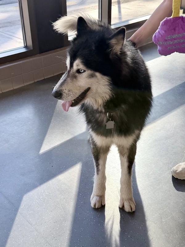 Baloo, a ADOPTABLE Mixed Breed in Truckee, CA image 4/5