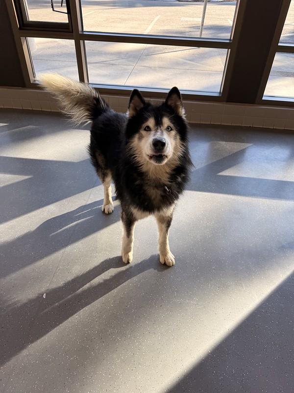 Baloo, a ADOPTABLE Mixed Breed in Truckee, CA image 5/5