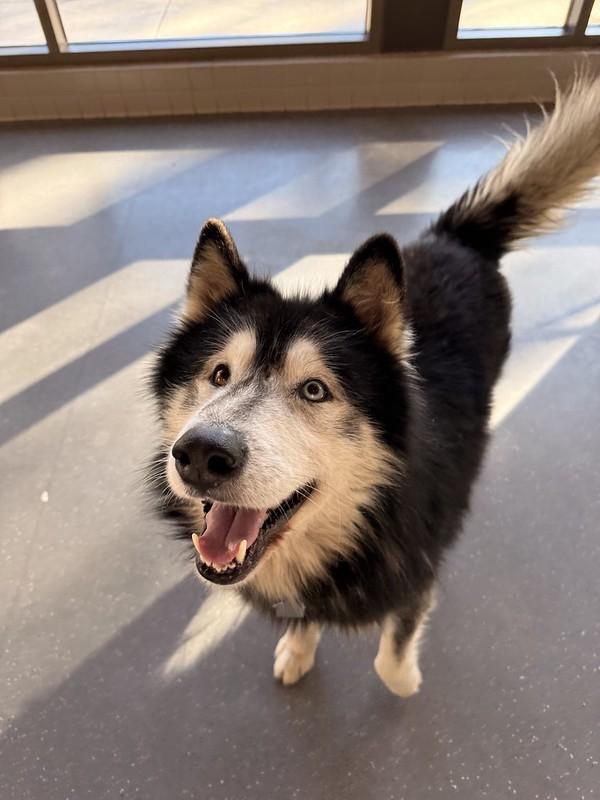 Baloo, ADOPTABLE, Adult Male Mixed Breed.