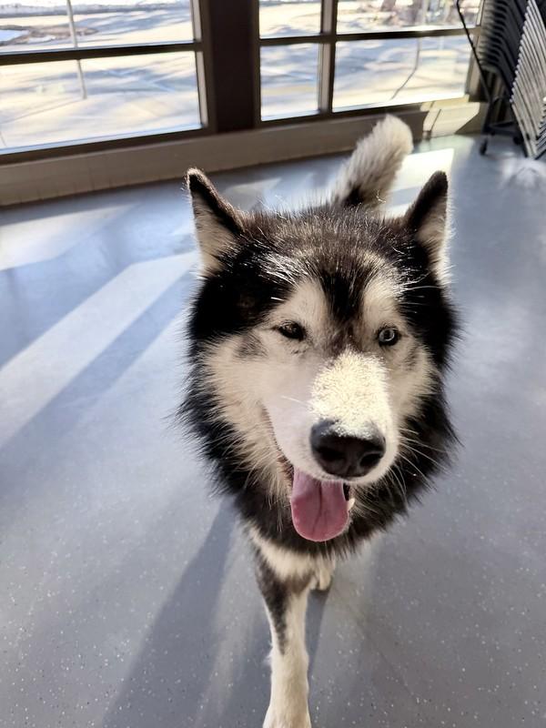 Baloo, a ADOPTABLE Mixed Breed in Truckee, CA image 3/5