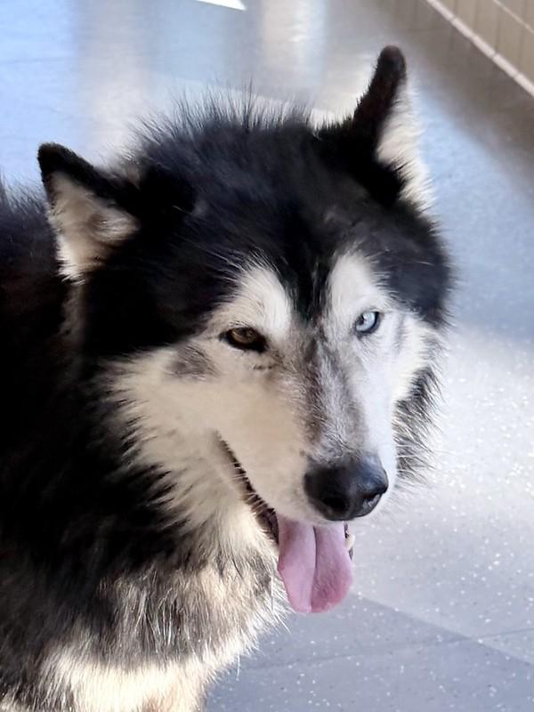 Baloo, a ADOPTABLE Mixed Breed in Truckee, CA image 2/5