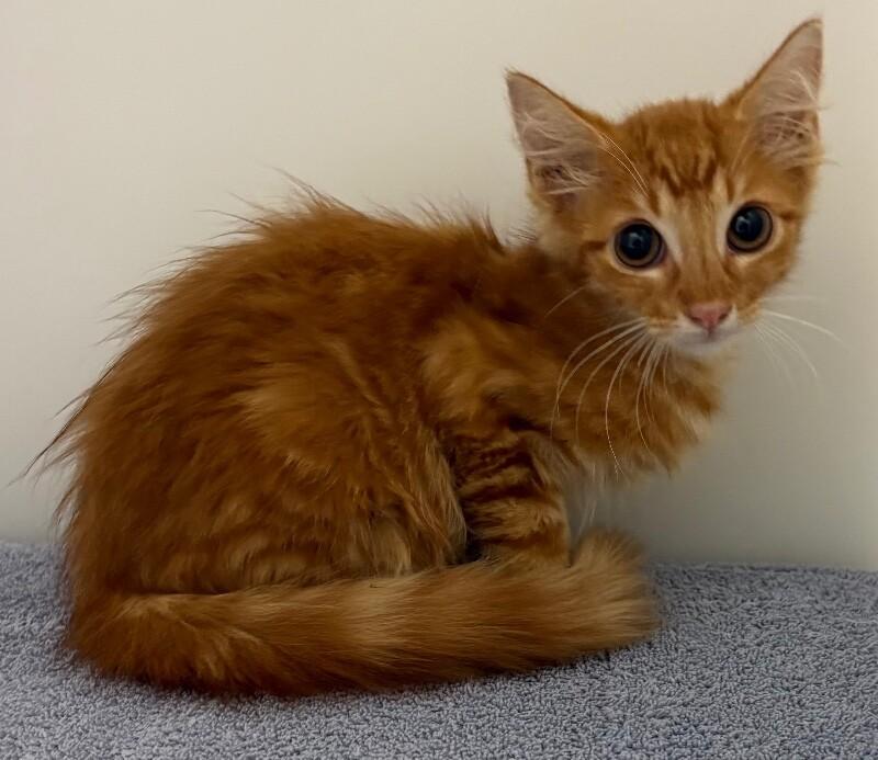 Enlarge Corn, a Adoptable Domestic Medium Hair in Katy, TX image 1/1