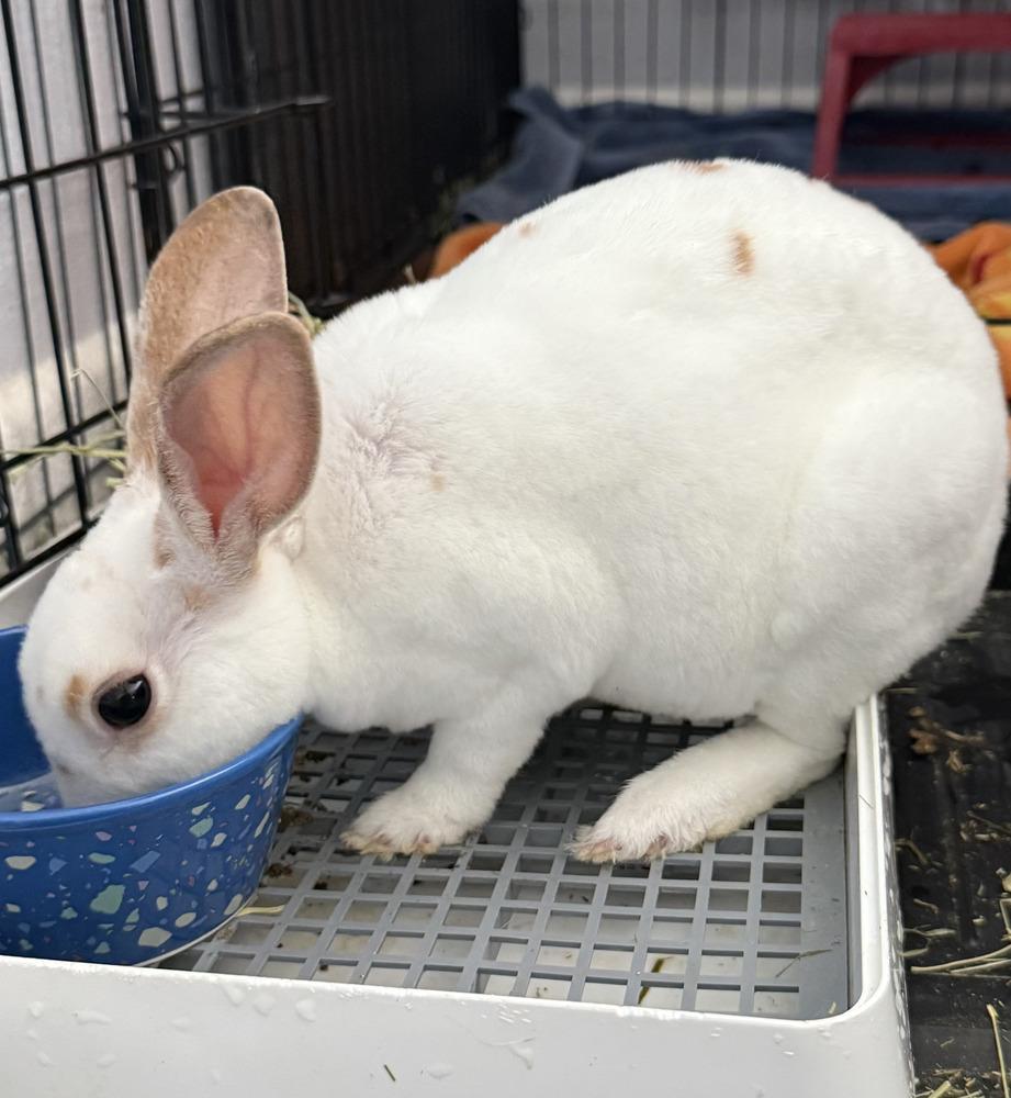 Oliver, Adoptable, Baby Male Rex.