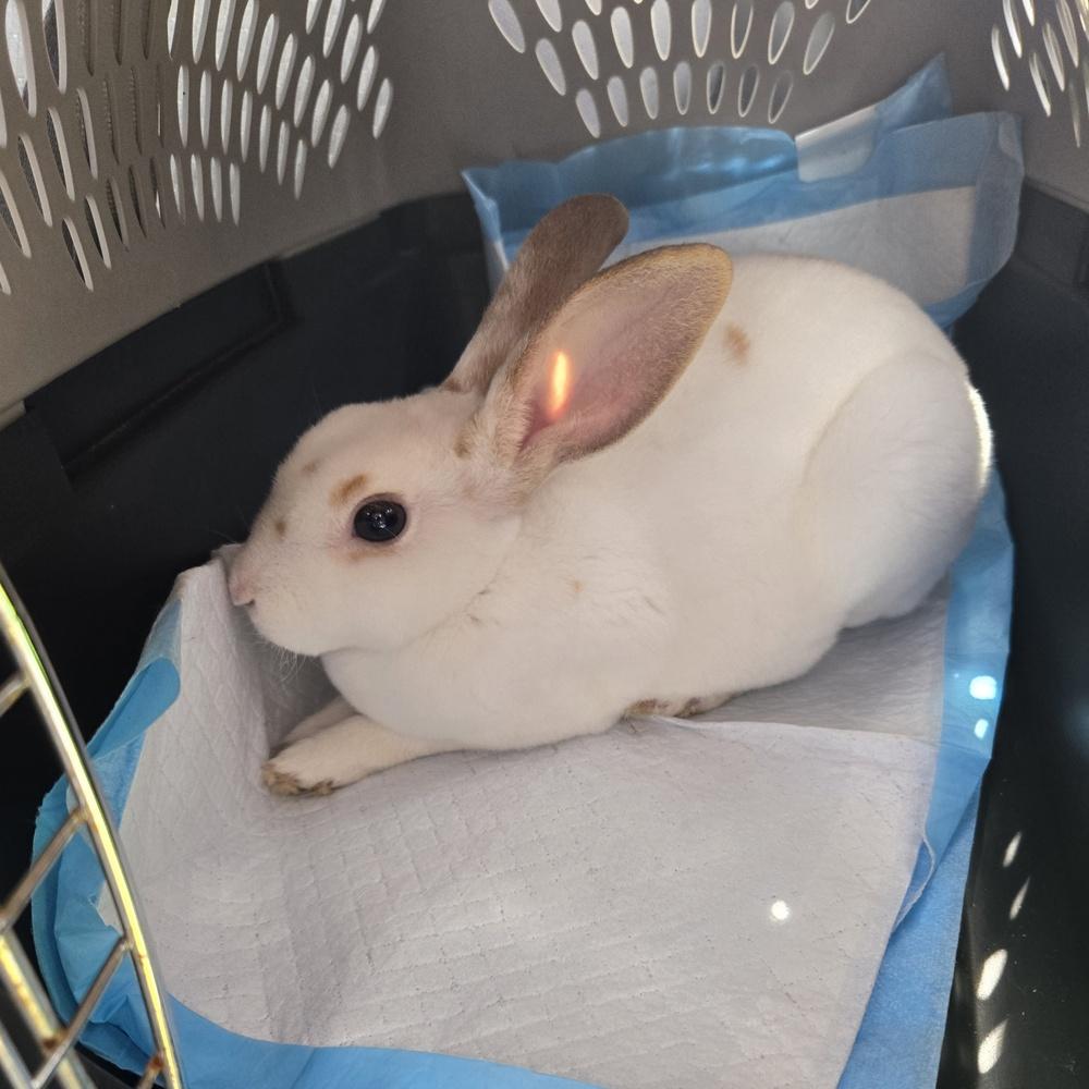 Enlarge Oliver, a Adoptable Rex in Melbourne, FL image 3/4