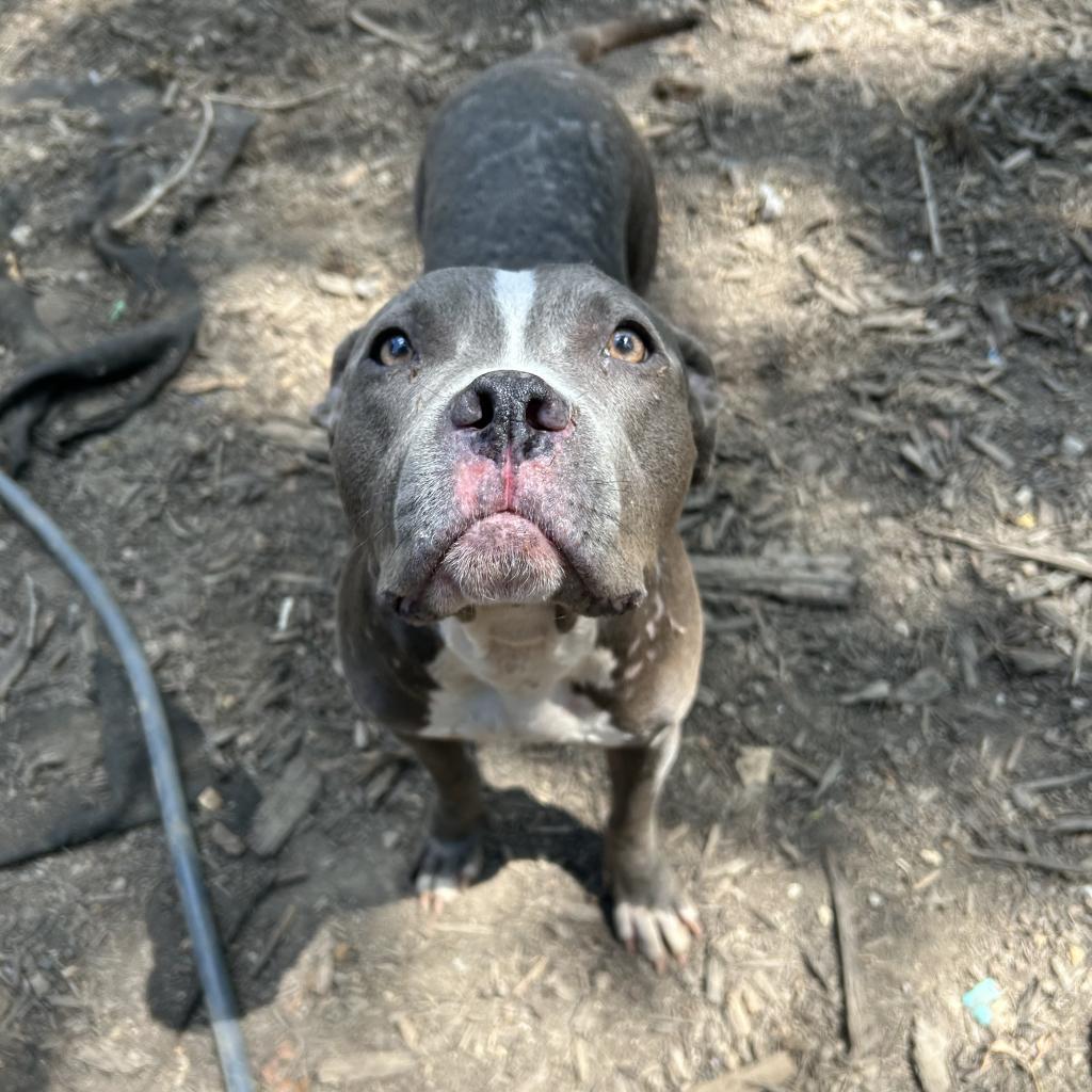 Jan, Adoptable, Adult Female Pit Bull Terrier.