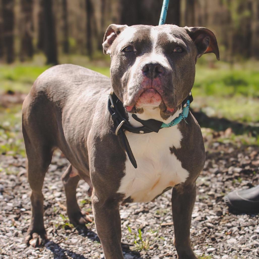 Enlarge Jan, a Adoptable Pit Bull Terrier in Princeton, KY image 3/3